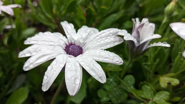 Білі Великі Квіти Ростуть Боці Дороги Високоякісна Фотографія — стокове фото