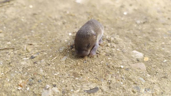 Mały Noworodek Szara Mysz Ziemi Patrzy Dół Zamkniętymi Oczami Wysokiej — Zdjęcie stockowe