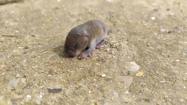 地面に小さな新生児の灰色のマウスが目を閉じて見下ろしています 高品質の写真 — ストック写真