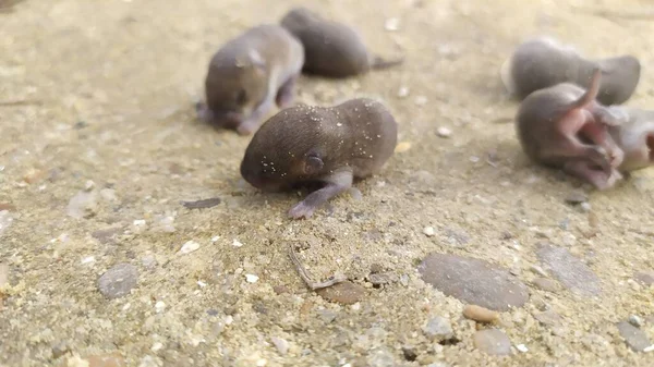5つ以上の新生児の灰色のマウスが地面に横たわっています 高品質の写真 — ストック写真
