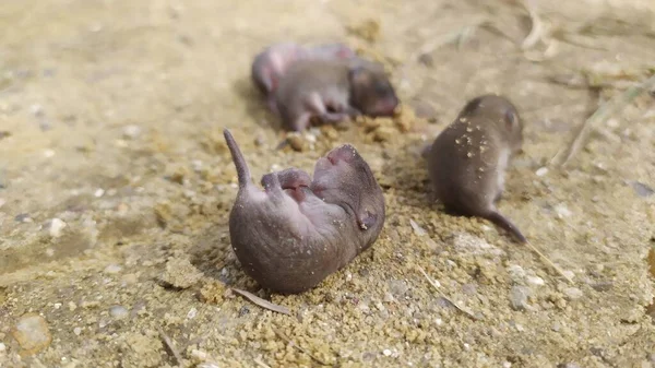 5つ以上の新生児の灰色のマウスが地面に横たわっています 高品質の写真 — ストック写真