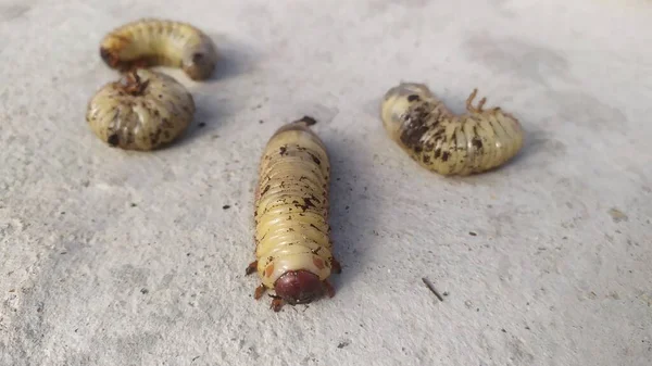 Scarabaeidae Lub Larwa Chrząszcza Majowego Ilości Kilku Kawałków Leżą Betonie — Zdjęcie stockowe