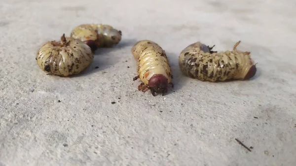 Scarabaeidae ya da Mayıs böceğinin larvası birkaç parça halinde betonun üzerinde yatar. Yüksek kalite fotoğraf