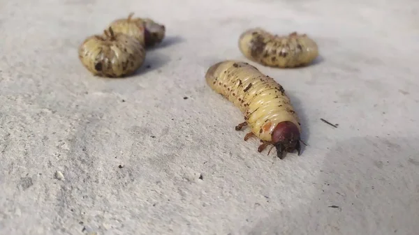 Scarabaeidae Larva Del Escarabajo Mayo Cantidad Varias Piezas Encuentran Hormigón — Foto de Stock