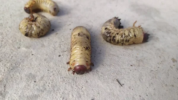 Scarabaeidae Larva Dello Scarabeo Maggio Nella Quantità Parecchi Pezzi Trovano — Foto Stock