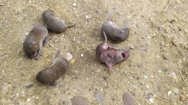 Pięć Lub Więcej Nowonarodzonych Szarych Myszy Leży Ziemi Wysokiej Jakości — Zdjęcie stockowe