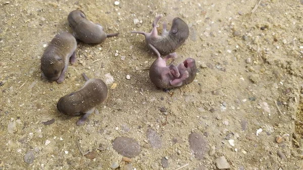五只或更多的新生灰老鼠躺在地上 高质量的照片 — 图库照片
