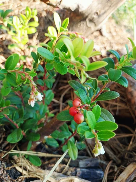 Pequeno Arbusto Com Lingonberry Vermelho Cresce Floresta Sob Pinheiros Foto — Fotografia de Stock