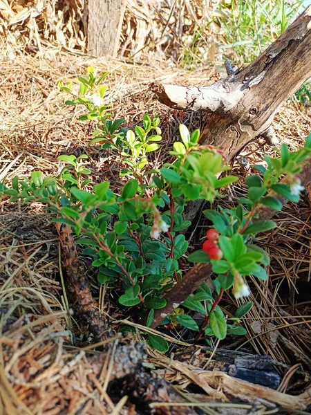 Небольшой Куст Красной Брусникой Растет Лесу Соснами Высокое Качество Фото — стоковое фото