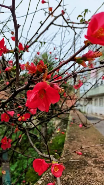 在离里斯本不远处的葡萄牙 冬季结束时 一株长满红花的灌木或不大的树在开花 高质量的照片 — 图库照片
