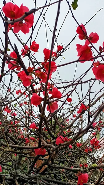 Shrub Large Tree Blooms Red Flowers End Winter Portugal Far — Stock Photo, Image