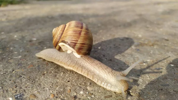 晴天一只蜗牛爬在水泥上 宏观摄影 高质量的照片 — 图库照片