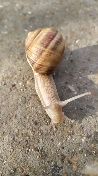 晴天一只蜗牛爬在水泥上 宏观摄影 高质量的照片 — 图库照片