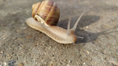 Güneşli bir günde çimentoda sürünen bir salyangoz. Makro Fotoğrafçılık. Yüksek kalite fotoğraf