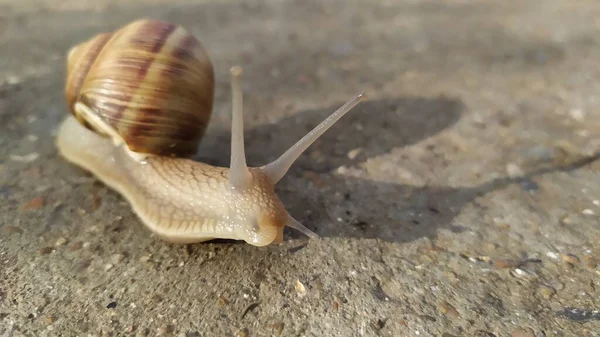 달팽이 마리가 시멘트 기어다닌다 매크로 그래피 고품질 — 스톡 사진