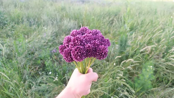 Alho Selvagem Cabeça Uma Flor Cebola Selvagem Que Cresce Moldávia — Fotografia de Stock