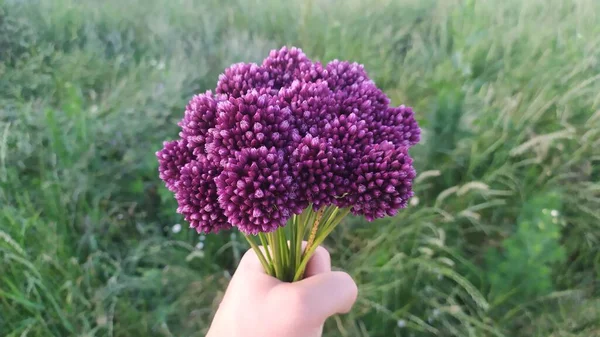 Vad Fokhagyma Egy Vadhagyma Virág Feje Ami Moldovában Kiváló Minőségű — Stock Fotó
