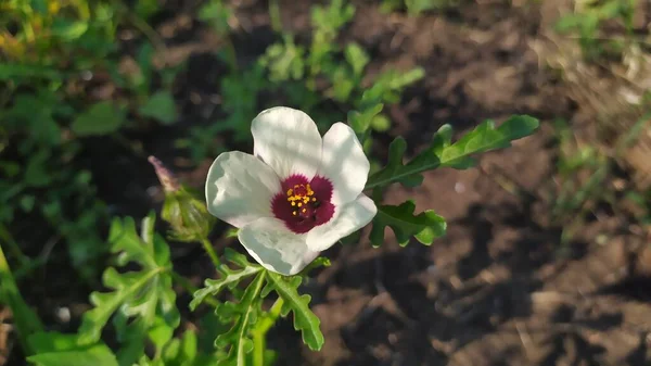 Fiore Papavero Selvatico Fiorì Nei Campi Moldova Estate Papavero Bianco — Foto Stock