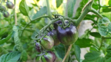 Olgunlaştığında siyaha dönecek küçük yeşil domatesler. Yüksek kalite fotoğraf