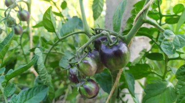 Olgunlaştığında siyaha dönecek küçük yeşil domatesler. Yüksek kalite fotoğraf