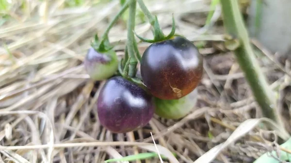 Los Tomates Negros Pequeños Yacen Sobre Heno Permacultura Comida Ecológica —  Fotos de Stock