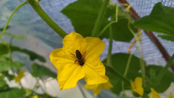 Une Abeille Pollinise Une Fleur Concombre Jaune Dans Une Serre — Photo