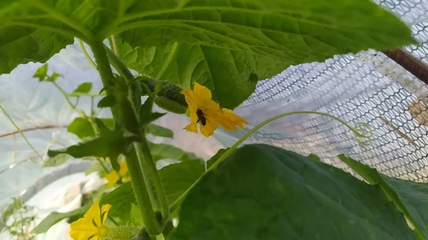Пчела Опыляет Желтый Огурец Оранжерее Высокое Качество Фото — стоковое фото