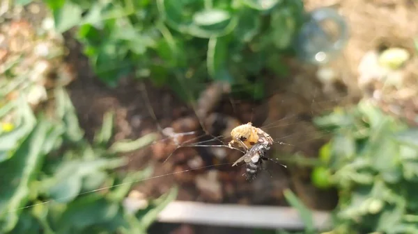 クモは網の中でハエの網をつかまえ それを食べようとしている 高品質の写真 — ストック写真