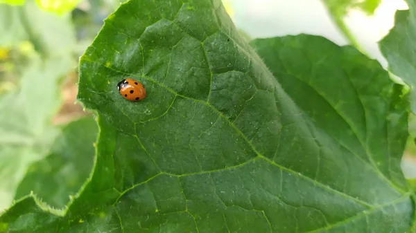 Ladybug Crawling Green Leaf Cucumber High Quality Photo — Stock Photo, Image