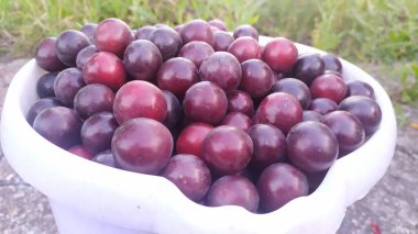 Beyaz plastik kovada kırmızı erik. Yüksek kalite fotoğraf