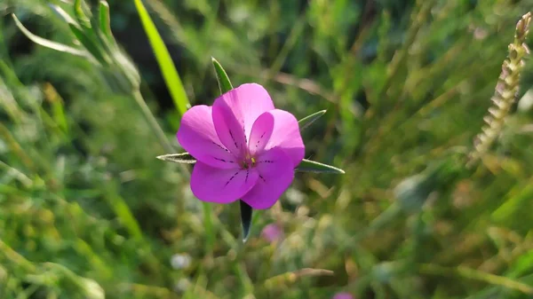 Ένα Μικρό Μωβ Λουλούδι Που Άνθισε Στην Άγρια Φύση Ένα — Φωτογραφία Αρχείου