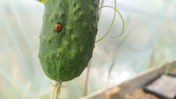 Pepino Crece Invernadero Través Del Cual Arrastra Una Mariquita Insecto — Foto de Stock
