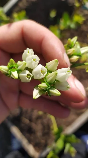 Wiele Małych Białych Kwiatów Jagody Kwitły Wiosną Mołdawii Wysokiej Jakości — Zdjęcie stockowe