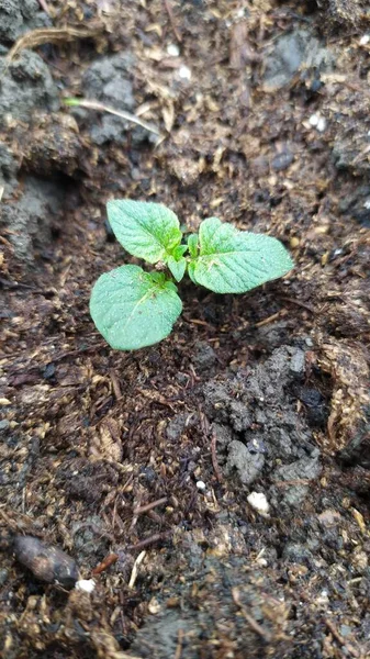 春に地面から若いジャガイモの芽が出ます 高品質の写真 — ストック写真
