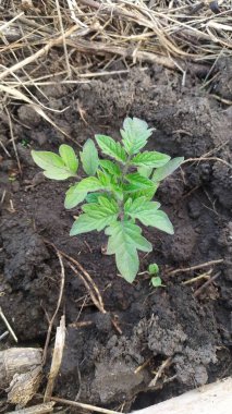 Domates tohumları ilkbaharda bir serada büyür. Permakültür metodunu kullanır. Yüksek kalite fotoğraf