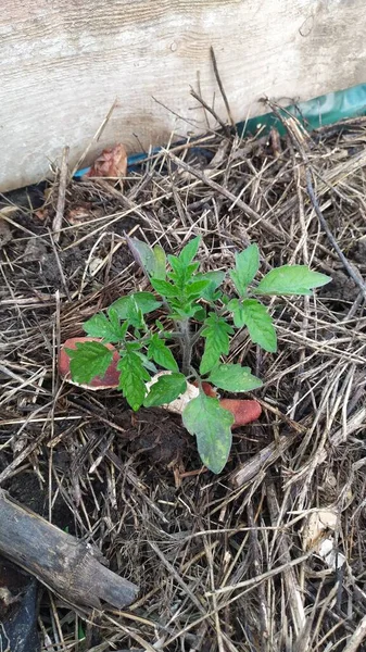 トマトの苗は パーマカルチャー法を使用して春に温室で成長します 高品質の写真 — ストック写真