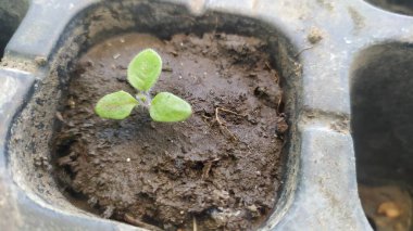 Tohum filizlenme tepsisindeki tohumdan küçük bir tütün tohumu çıktı. Yüksek kalite fotoğraf