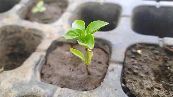 種子発芽のための容器に甘いコショウの小さな苗 高品質の写真 — ストック写真