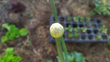 Yakında evin bahçesinde küçük bir çiçek başı açacak. Yüksek kalite fotoğraf