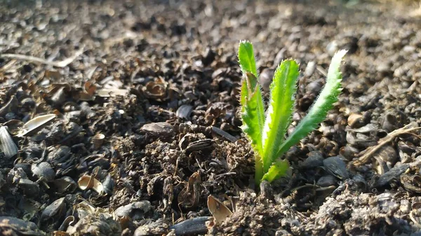 Ένα Ζιζάνιο Φυτρώνει Άδειο Έδαφος Ένα Θερμοκήπιο Δίπλα Στις Ντομάτες — Φωτογραφία Αρχείου