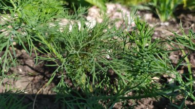 Genç dereotları baharda bahçede sabahın erken saatlerinde yetişir. Yüksek kalite fotoğraf