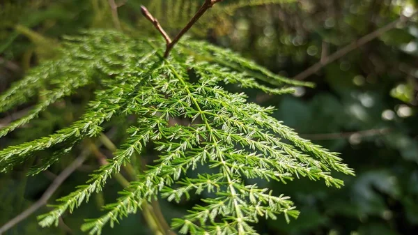 アスパラガスのセタセウスは リスボンの公園で成長しているふわふわの小枝を持つふわふわの植物です 高品質の写真 — ストック写真
