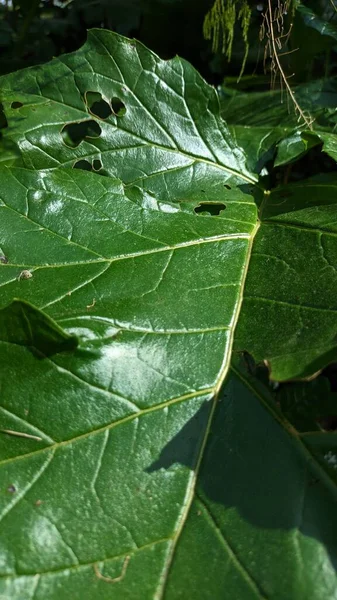 Ein Großes Blatt Der Acanthus Pflanze Wächst Portugal Hochwertiges Foto — Stockfoto