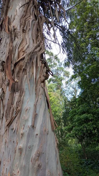 Der Baum Wirft Seine Haut Dicker Eukalyptusbaum Hochwertiges Foto — Stockfoto