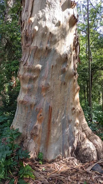 Der Baum Wirft Seine Haut Dicker Eukalyptusbaum Hochwertiges Foto — Stockfoto
