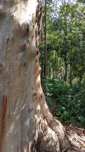 Trädet Ömsar Skinn Tjockt Eukalyptusträd Högkvalitativt Foto — Stockfoto