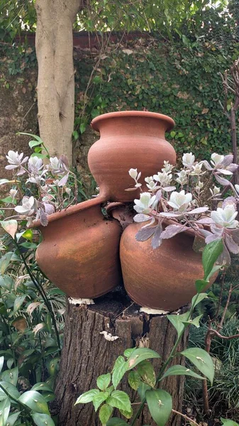 Three clay pots with green plants growing inside. High quality photo
