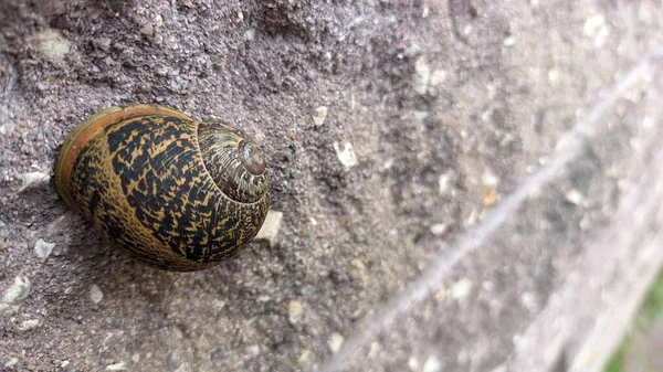 蜗牛粘在石墙上 白天在树阴下休息 高质量的照片 — 图库照片