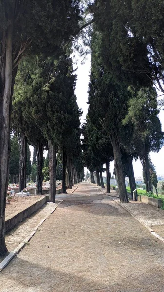 Chodník Hřbitově Lisabonu Mezi Hroby Vysoké Thujas Rostou Podél Okrajů — Stock fotografie