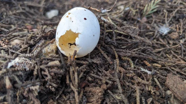 Küçük Kırık Bir Yumurta Ağaçtan Düştü Onun Içini Birisi Yedi — Stok fotoğraf